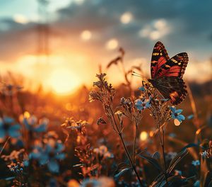 butterfly on tallish grass, sunrise in background
